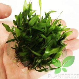 (Cryptocoryne Wendtii Green Gecko) Cryptocoryne Assorted Tissue Culture Cup Freshwater Live Aquarium Plants Decoration BUY2GET1FREE