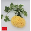 Natural Sea Cotton Body Sponge L