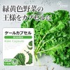 【リプサ公式】 ケールカプセル 約3か月分 C-506 食物繊維 サプリメント