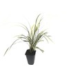Aztec Grass - 20 Live Plants - Variegated Liriope -