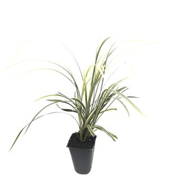 Aztec Grass - 20 Live Plants - Variegated Liriope - Ophiopogon Intermedius Argenteomarginatus