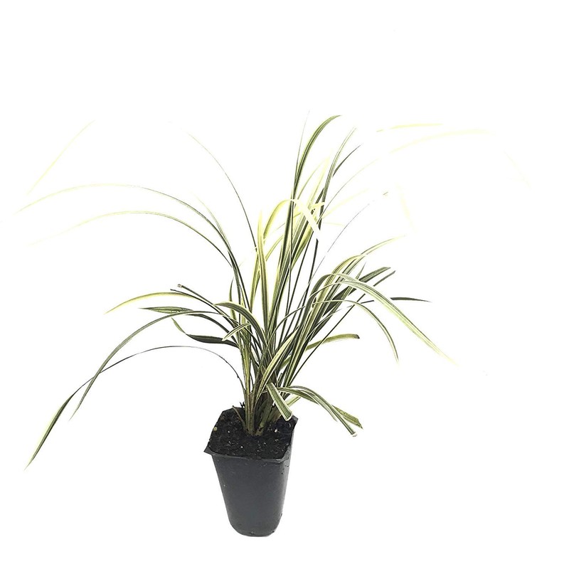 Aztec Grass - 20 Live Plants - Variegated Liriope -