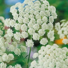 Outsidepride Ammi Majus Bishop's Flower Seeds - 1/4 Lb. Annual, Drought Tolerant, Easy to Grow Queen Anne’s White Lace Flower Seeds for Pollinator Gardens, Elegant Borders & Cut Flowers