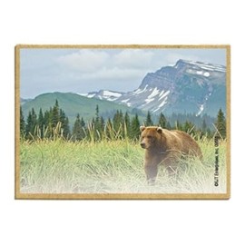 Wildlife Photography Magnet Series – Grizzly in Field Rustic Nature Photography Magnets for Fridge, Office, Cooler, Cabin Decor 2.5 x 3.5 inch (SJT09575)