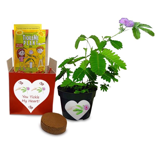 TickleMe Plant Gift Box for Valentine's Day - Share Growing The Only Plant That Closes Its Leaves When Tickled or When Blown a KISS! Includes Soil Disk, Seeds, 4 inch Flower Pot. Easy to Grow.