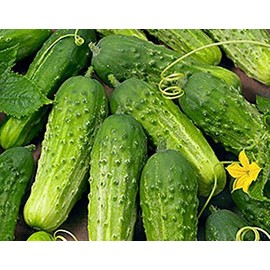 Cucumber Boston Pickling Great Heirloom Vegetable Seeds by Seed Kingdom (1 Lb Seeds)