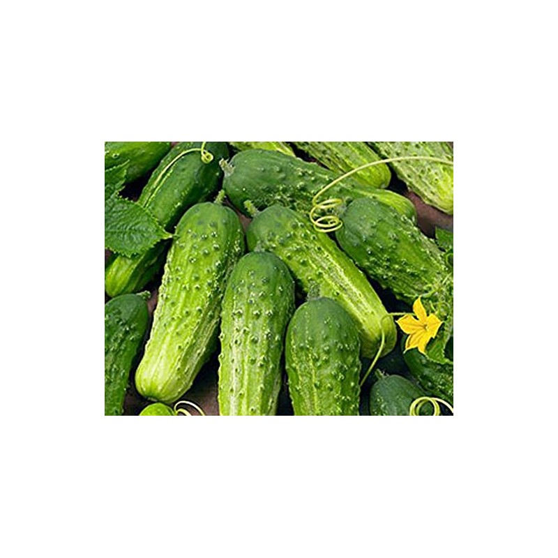Cucumber Boston Pickling Great Heirloom Vegetable Seeds by Seed Kingdom