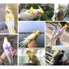 Cyblinia Adjustable Bird Harness Leash Parrot Flying Rope Straps Outdoor