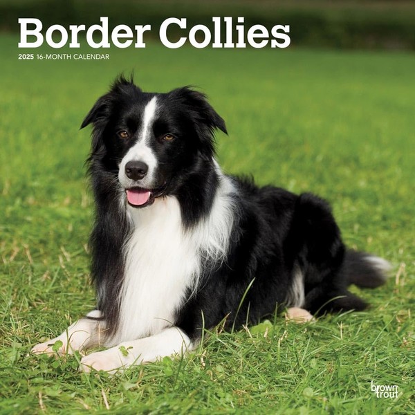 Border Collies | 2025 12 x 24 Inch Monthly Square