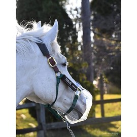 Thinline Flexible Filly Slow Feed Grazing Muzzle - Clear PVC, Horse, All Breeds, Clear