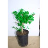 unbraned Mariken maidenhair Ginkgo tree 1 Gallon prebonsai tree