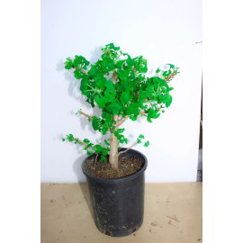 unbraned Mariken maidenhair Ginkgo tree  1 Gallon  prebonsai tree