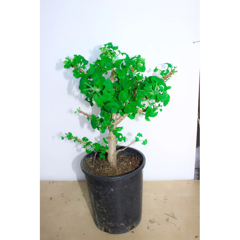 unbraned Mariken maidenhair Ginkgo tree 1 Gallon prebonsai tree