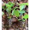 Profig Fig Tree “Yellow Long Neck" 2 Plant Spring Special!!!