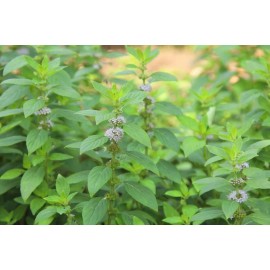 Unbranded English Pennyroyal (Me