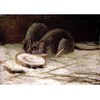 Two Rats by Vincent Van Gogh