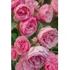 Ariul Rose PDRN Collagen Firming Serum, 2.4 fl oz (70