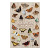 MindWare Make Your Own Butterfly House Kit - Butterfly Craft