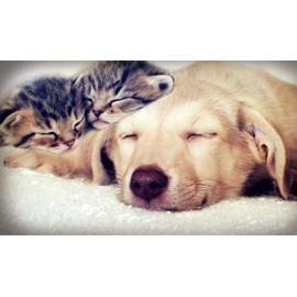 I LOVE MY PETS LLC cat Anxiety Relief for Travel - PET Relaxant - Powerful Anxiety Relief - Healthy Chews - tryptophan cat - 180 Treats (2 Bottles)