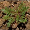 Globe Gilia Seeds, Gilia capitata, Pack of 5000 Seeds by