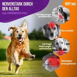 NatiVivo® [Test Winner] Premium Dog K1 Vitamin B Complex High Dose Only for Large Dogs > 15 kg Tablets Not Separable Including B12 and Folic Acid Nerve Strong Through Everyday Life