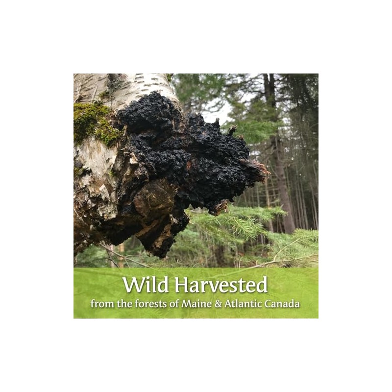 Maine Chaga & Wild Blueberry Tea Powder - Herbal Superfood