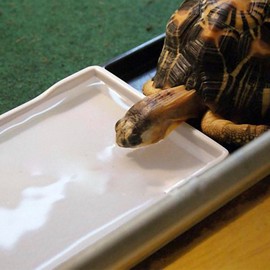 OMEM Reptile Bowl Large Food and Water Dish Enough Space Also Fit for Bath Simulated Wood Grain Surface (M, White)