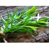 KIRA SEEDS - Seeds French Tarragon Medicinal - Estragon -