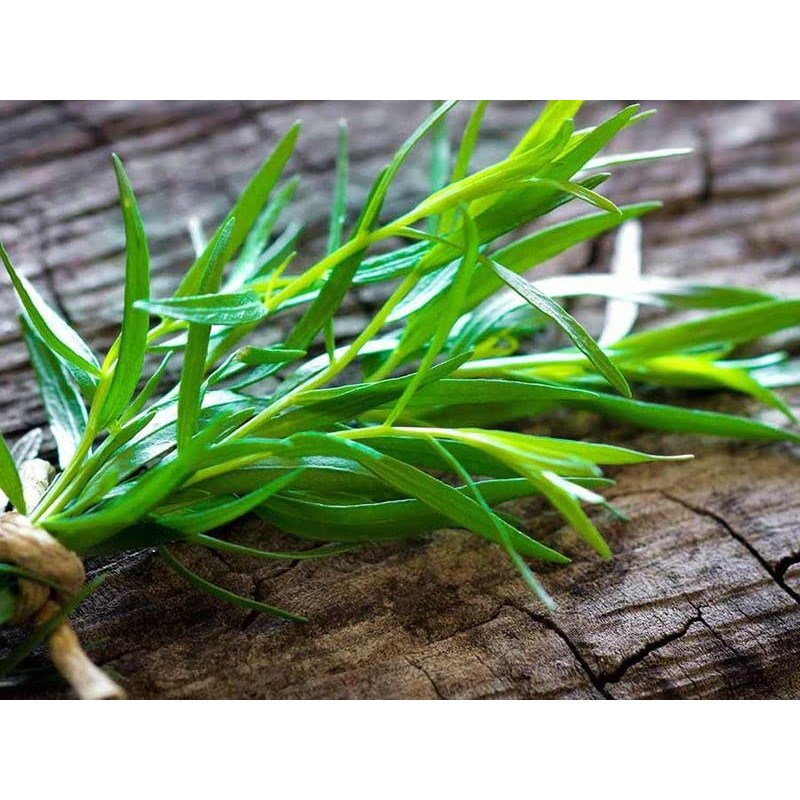 KIRA SEEDS - Seeds French Tarragon Medicinal - Estragon -