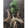 Star Mountain 10 ea. Mary Washington Asparagus Live Plants, 2yr