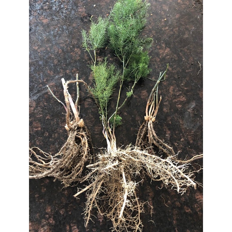 Star Mountain 10 ea. Mary Washington Asparagus Live Plants, 2yr