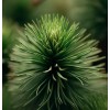 MySeeds.Co Pinus echinata (Shortleaf Pine) Tree Seeds, Graceful Display, Distinctive