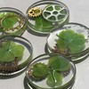Real Four Leaf Clover Good Luck Pocket Token, Preserved, 1.25”