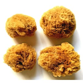 4 Large Natural Ocean Sea Sponges for Arts and Crafts, Great for Painting, Decorating and DIY Projects. Unbleached 4 Pack (2 pcs of 4"-5", 2 pcs of 5"-6")