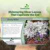 Outsidepride Dusty Miller Flower Seeds - 10,000 Pcs Annual, Beautiful