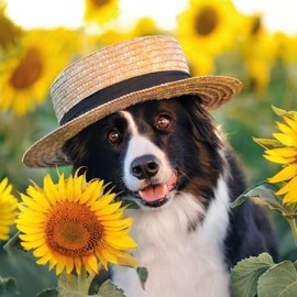 Noel Tatt Birthday/Blank Card for Women - General Female Card - Border Collie in Sunflower Field - Eco-Friendly and Recyclable