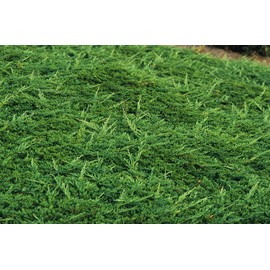 Prince of Wales Juniper - 3 Live Plants - Drought Tolerant Cold Hardy Evergreen Ground Cover