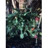 Japanese Plum Yew (Cephalotaxus harringtonia 'Prostrata')