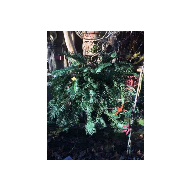 Japanese Plum Yew (Cephalotaxus harringtonia 'Prostrata')