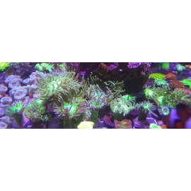 Unbranded Live Duncan Whisker Coral Medium Size 1-2 Heads Easy Beginner Stony Coral LPS