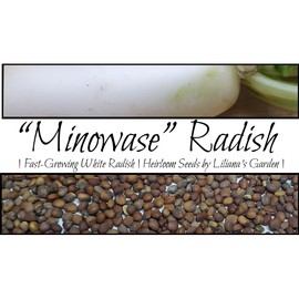 “Minowase” Radish Seeds – Fast-Growing Radish – Harvest in 70 Days | Never GMO, Always Heirloom and Open-Pollinated | USA Grown Seeds by Liliana's Garden |