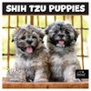 MICASA Shih Tzu Puppies 2025 Wall Calendar 12 Month |