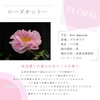 Rose Otto 2ml e-aroma Essential Oil Essential Oil Aroma Oil