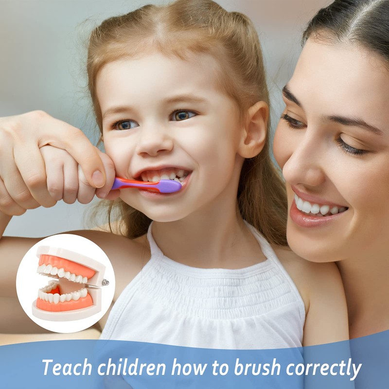 Dental Model 2 Pieces Children's Teeth Model Dental Care Model