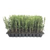 Sky Pencil Japanese Holly - 10 Live Plants - Ilex
