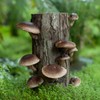 CEMEHA SEEDS - Shiitake Mushrooms Non GMO for Planting Mycelium