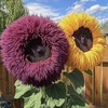 JQBay 50 PCS Yellow Purple Enchanting Giant Teddy Bear Sunflower