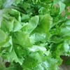 Organic Broadleaf Batavian Endive - 1 OZ ~18,000 Seeds -