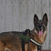 uuKen K9 Sheriff Patch OD Green 6x2 inch PVC Patch