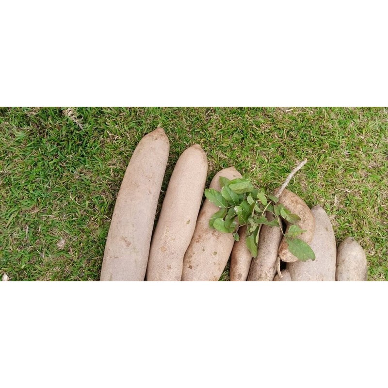 Karibu Harvest Kigelia Africana Extract Sausage Fruit,balam kheera,Pinnata